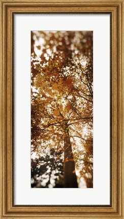 Framed Autumn Trees on Capitol Hill, Seattle, Washington Print