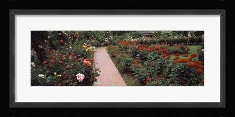 Framed International Rose Test Garden, Washington Park, Portland, Oregon Print