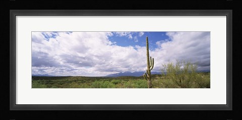 Framed Cactus in a desert, Saguaro National Monument, Tucson, Arizona, USA Print