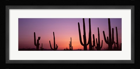 Framed Purple Sky Behind Cacti in the Saguaro National Park, Arizona Print