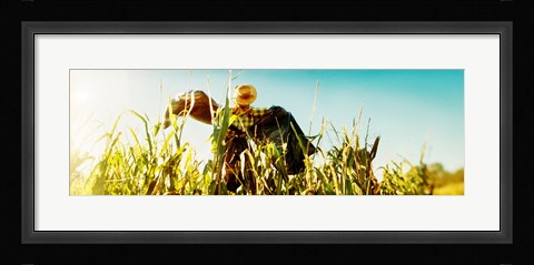 Framed Scarecrow in a corn field, Queens County Farm, Queens, New York City, New York State, USA Print