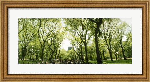 Framed Central Park in the spring time, New York City Print