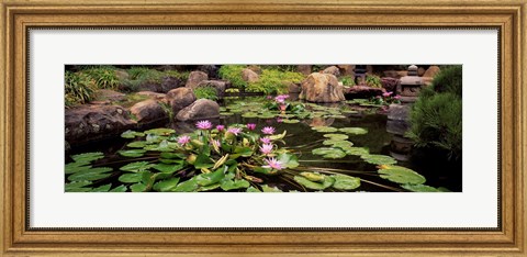 Framed Lotus blossoms, Japanese Garden, University of California, Los Angeles, California Print