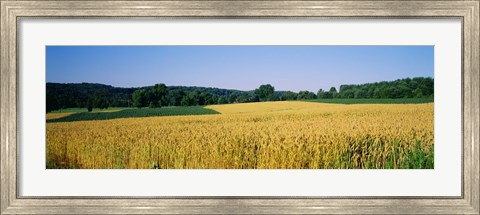 Framed Field Crop, Maryland, USA Print
