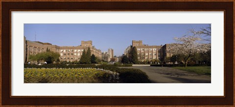 Framed Trees in the lawn of a university, University of Washington, Seattle, King County, Washington State, USA Print