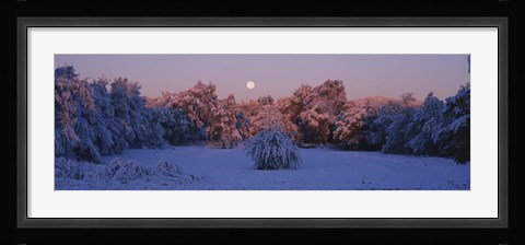 Framed Snow covered forest at dawn, Denver, Colorado, USA Print