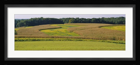 Framed Field Of Corn Crops, Baltimore, Maryland, USA Print