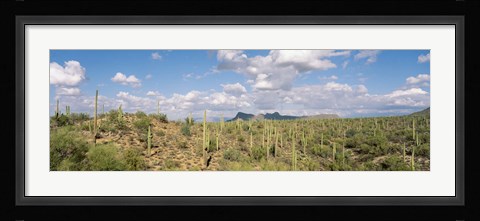 Framed Saguaro National Park Tucson AZ USA Print