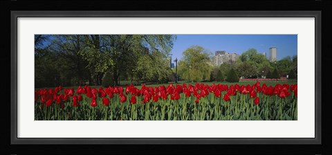 Framed Boston Public Garden, Massachusetts Print