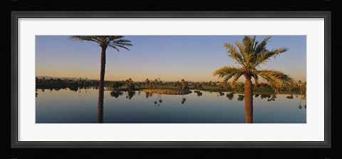 Framed Palm trees at the lakeside, Phoenix, Maricopa County, Arizona, USA Print