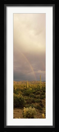 Framed Teddy-Bear Cholla and Saguaro cacti on a landscape, Sonoran Desert, Phoenix, Arizona, USA Print