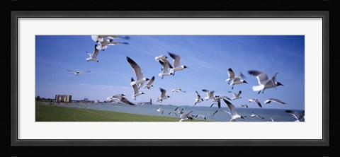 Framed Flock of seagulls flying on the beach, New York State, USA Print