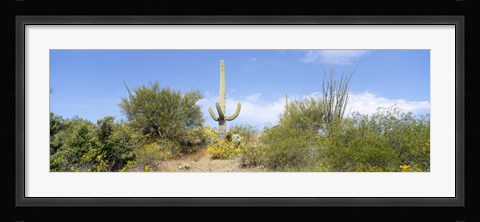 Framed Low angle view of a cactus among bushes, Tucson, Arizona, USA Print