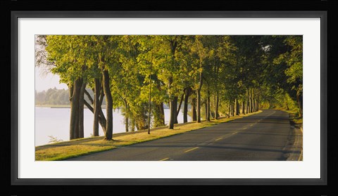 Framed Trees along a road, Lake Washington Boulevard, Seattle, Washington State, USA Print