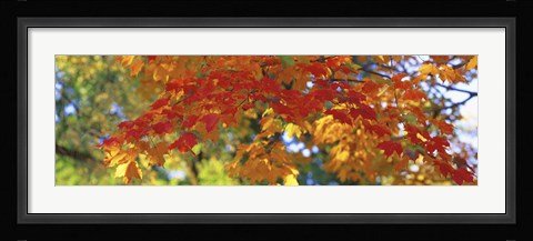 Framed Fall Foliage, Guilford, Baltimore City, Maryland, USA Print