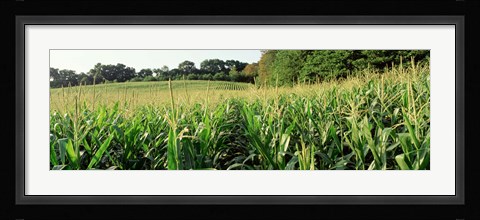 Framed Cornfield, Baltimore County, Maryland, USA Print