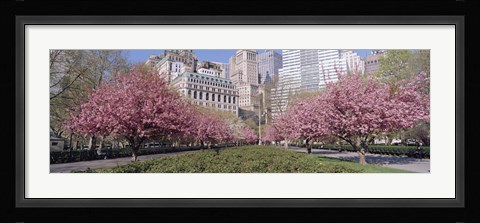 Framed Cherry Trees, Battery Park, NYC, New York City, New York State, USA Print