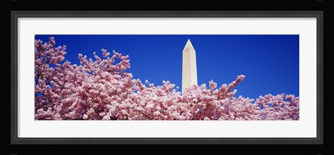 Framed Washington Monument and cherry blossoms, Washington DC Print