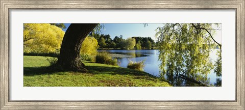 Framed Willow Tree By A Lake, Green Lake, Seattle, Washington State, USA Print