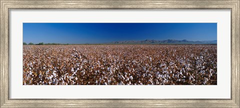 Framed Cotton Field Print