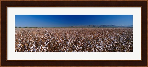 Framed Cotton Field Print