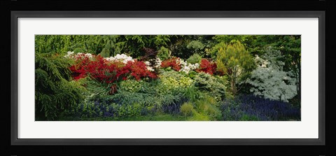 Framed High Angle View Of Flowers In A Garden, Baltimore, Maryland, USA Print