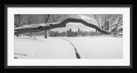 Framed Bare trees in a park, Lincoln Park, Chicago, Illinois, USA Print