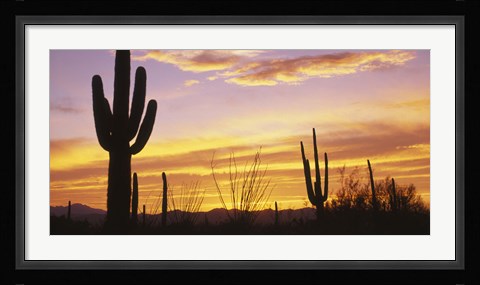 Framed Sunset Saguaro Cactus Saguaro National Park AZ Print