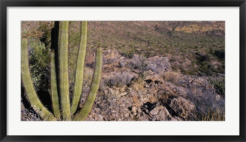 Framed Organ Pipe Cactus in Arizona Print