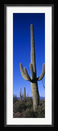 Framed Saguaro Cactus AZ Print