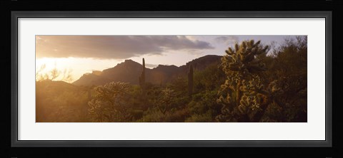Framed Cholla Cactus in a field, Phoenix, Maricopa County, Arizona, USA Print