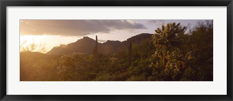 Framed Cholla Cactus in a field, Phoenix, Maricopa County, Arizona, USA Print