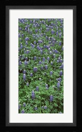 Framed High angle view of plants, Bluebonnets, Austin, Texas, USA Print