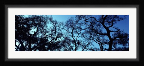 Framed Silhouette of an Oak tree, Oakland, California, USA Print