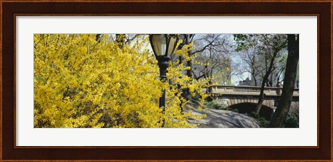 Framed Forsythia in bloom, Central Park, Manhattan, New York City, New York State, USA Print
