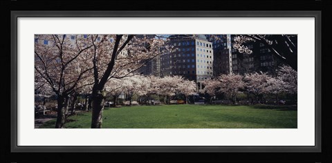 Framed White flowering trees in a park, Central Park, Manhattan, New York City, New York State, USA Print