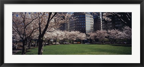 Framed White flowering trees in a park, Central Park, Manhattan, New York City, New York State, USA Print