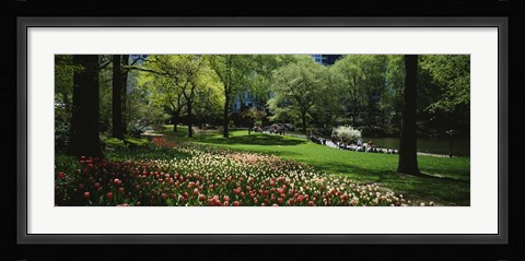 Framed Flowers in a park, Central Park, Manhattan, New York City, New York State, USA Print