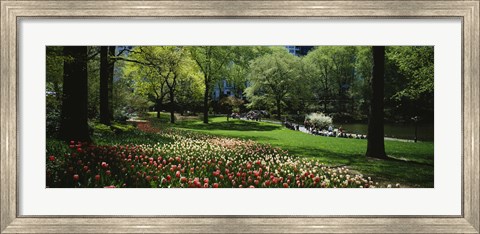 Framed Flowers in a park, Central Park, Manhattan, New York City, New York State, USA Print