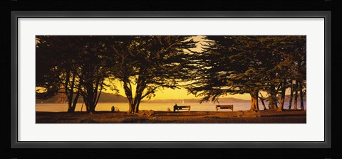 Framed Trees In A Field, Crissy Field, San Francisco, California, USA Print