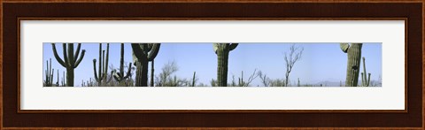 Framed Mid section view of cactus, Saguaro National Park, Tucson, Arizona, USA Print