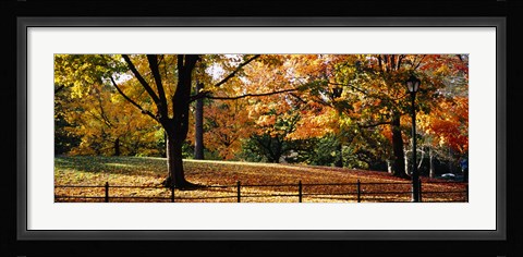 Framed Trees in a forest, Central Park, Manhattan, New York City, New York, USA Print