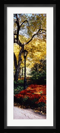 Framed Lamppost in a park, Central Park, Manhattan, New York City, New York, USA Print