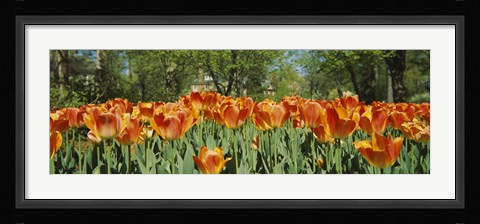 Framed Sherwood Gardens Tulips, Baltimore, Maryland Print