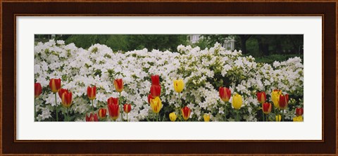Framed Flowers in a garden, Sherwood Gardens, Baltimore, Maryland, USA Print