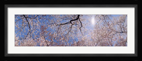 Framed Low angle view of Cherry Blossom trees, Washington DC, USA Print