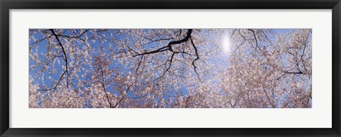 Framed Low angle view of Cherry Blossom trees, Washington DC, USA Print