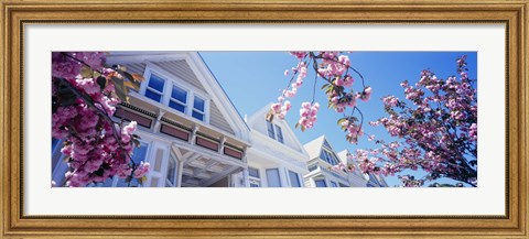 Framed Low angle view of Cherry Blossom flowers in front of buildings, San Francisco, California, USA Print