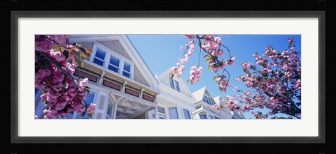 Framed Low angle view of Cherry Blossom flowers in front of buildings, San Francisco, California, USA Print