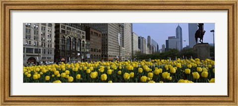 Framed Tulip flowers in a park with buildings in the background, Grant Park, South Michigan Avenue, Chicago, Cook County, Illinois, USA Print